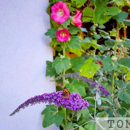 Tomar ホームステイ *