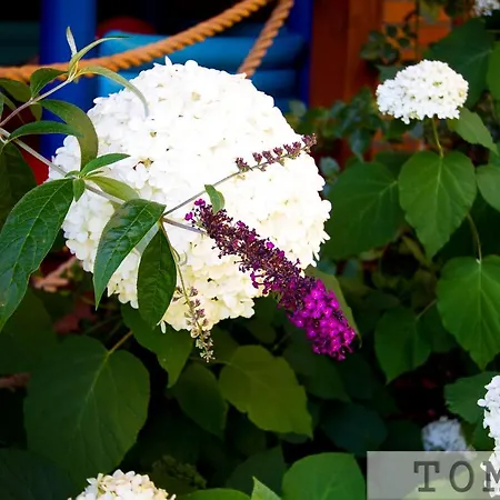 Tomar ホームステイ *